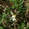 Valeriana officinalis - ültetés, termesztés és gondozása az alapvető szabályok és funkciók