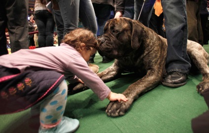 Westminster kutyakiállítás «hírek fotó