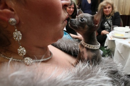 Westminster kutyakiállítás «hírek fotó