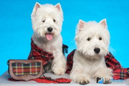 West Highland White terrier fajta leírás kölykök ár (leírás) West Highland White terrier fajta leírását, árát kölykök