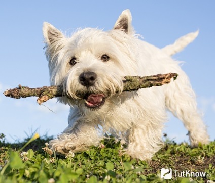 West Highland White terrier fajta leírás kölykök ár (rock) West Highland White terrier fajta leírását, árát kölykök