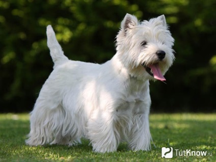 West Highland White terrier fajta leírását, árát kölykök (west highland white terrier) West Highland White terrier fajta leírását, árát kölykök