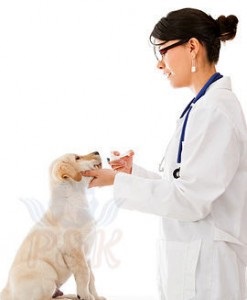 Állatgyógyászati ​​Központ „kutya és macska” - Veterinary Clinic Vladimir régió