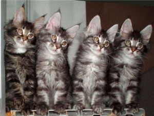 Választott nevet macskák lányok megjelenését, jellegét és fajtája