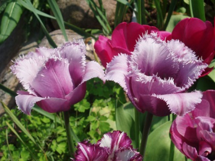 Fajok és fajták (a név) és a tulipán frottír Peony-, papugaynye és a lily Foster és dzhezeppe