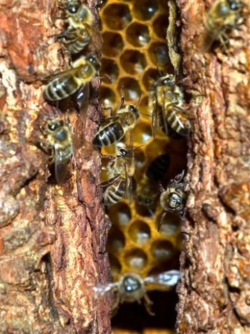Féle méhek mézelő méh és rokonai