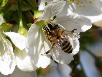 Féle méhek mézelő méh és rokonai