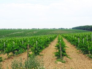 Rizling bor - az egyik legnépszerűbb német borokat a világon
