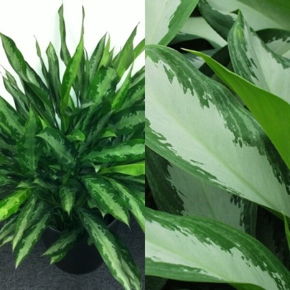 Aglaonema virágot otthon (home) Aglaonema nőnek virágok otthon