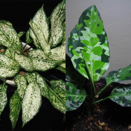 Aglaonema virágot otthon (Aglaonema) Aglaonema nőnek virágok otthon