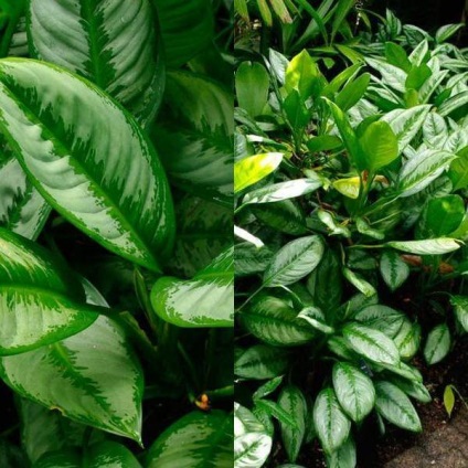 Aglaonema virágot otthon (home) Aglaonema nőnek virágok otthon