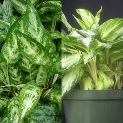 Aglaonema virágot otthon (home) Aglaonema nőnek virágok otthon