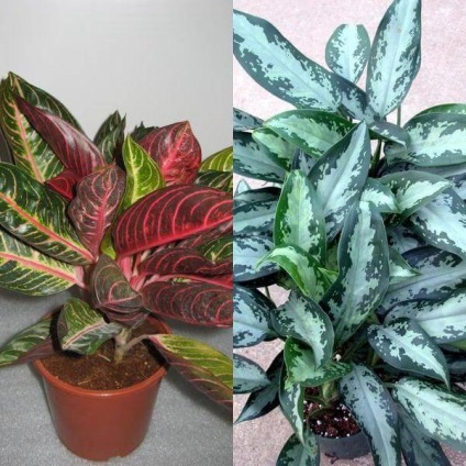 Aglaonema virágot otthon (home) Aglaonema nőnek virágok otthon