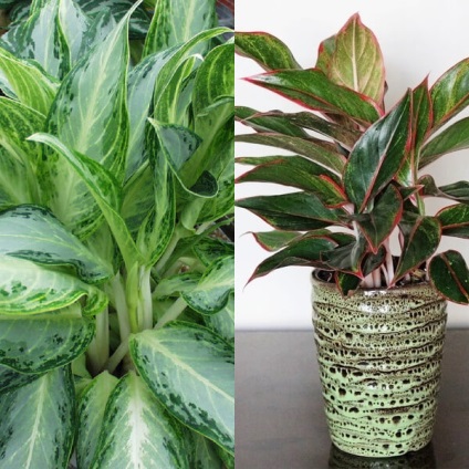 Aglaonema virágot otthon (virág) Aglaonema nőnek virágok otthon