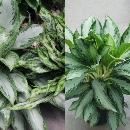 Aglaonema virágot otthon (home) Aglaonema nőnek virágok otthon