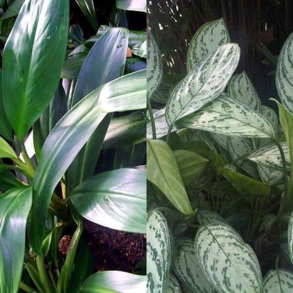 Aglaonema virágot otthon (virág) Aglaonema nőnek virágok otthon