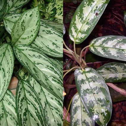 Aglaonema virágot otthon (nő) Aglaonema nőnek virágok otthon