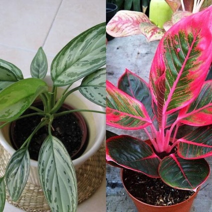Aglaonema virágot otthon (nő) Aglaonema nőnek virágok otthon