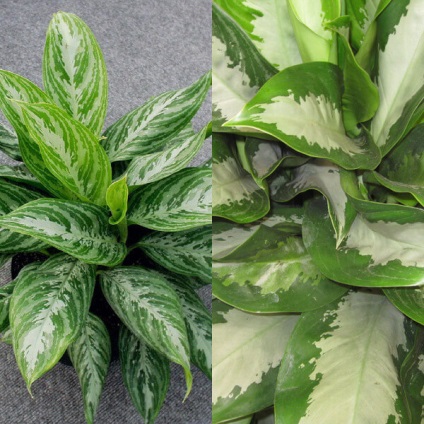 Aglaonema virágot otthon (virág) Aglaonema nőnek virágok otthon