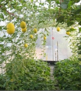 Termesztése dinnye a külvárosban, a kedvenc nyári rezidenciája, gyümölcsös és kert