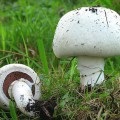 Növekvő pulyka, hogy vajon (nyereséges) üzlet nyereséges Növekvő pulyka, mint egy üzleti akár nyereséges