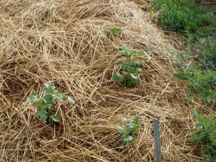 Вирощування картоплі в сибіру