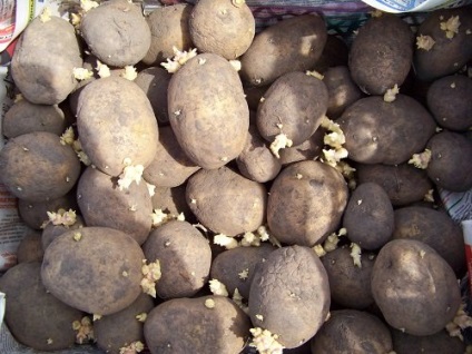 Вирощування картоплі в сибіру