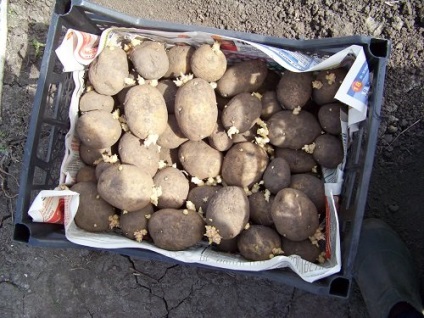 Burgonya termesztése Szibériában