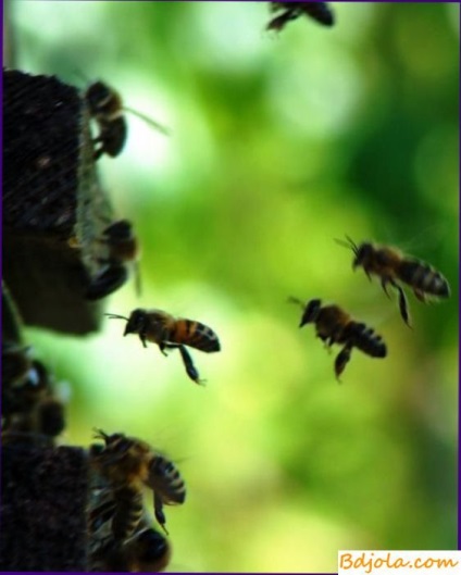 Termesztése anyajuhok, fiatal méhész