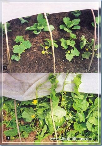 Növekvő uborka - szabályok és szeszélyeit, a helyszínen a kertben, ház és a szobanövények