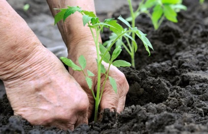 Termesztése paradicsom ültetése és mit üzem mellett gondoskodni együtt Maslov módszer, hogyan növekszik
