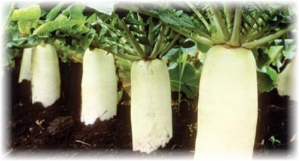 Növekvő daikon retek - különösen fajták, ellátás és a betakarítás