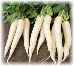 Növekvő daikon retek - különösen fajták, ellátás és a betakarítás