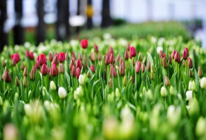 Tulip növényeket melegházban technológia, ápolási, a mezőgazdaság, a fotó, videó