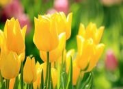 Tulip növényeket melegházban technológia, ápolási, a mezőgazdaság, a fotó, videó