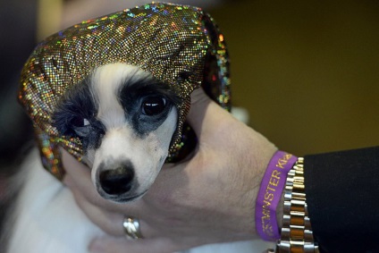 Dog Show Westminster Kennel Club (klub) Dog Show Westminster Kennel Club