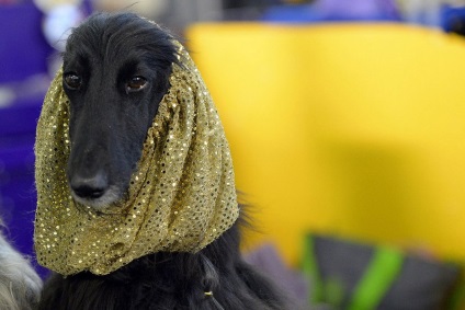 Dog Show Westminster Kennel Club (klub) Dog Show Westminster Kennel Club