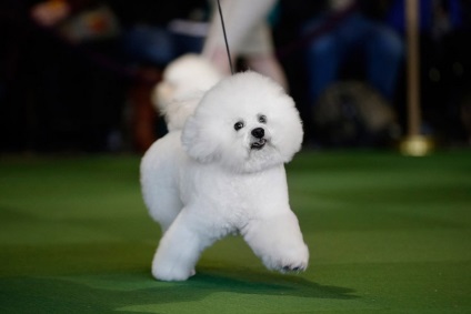 Dog Show Westminster Kennel Club (klub) Dog Show Westminster Kennel Club