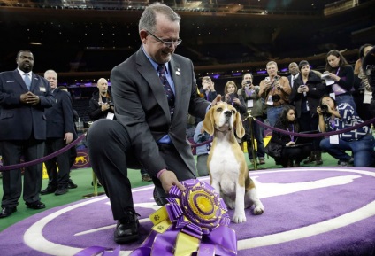 Dog Show Westminster Kennel Club (klub) Dog Show Westminster Kennel Club