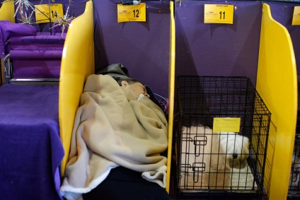 Dog Show Westminster Kennel Club (klub) Dog Show Westminster Kennel Club