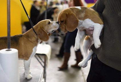 Dog Show Westminster Kennel Club