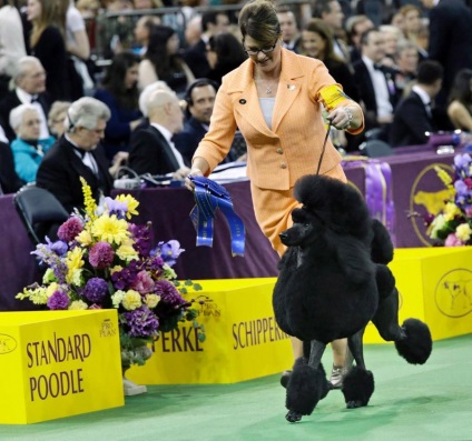 Kutya Westminster Kennel Club (kennel) Dog Show Westminster Kennel Club