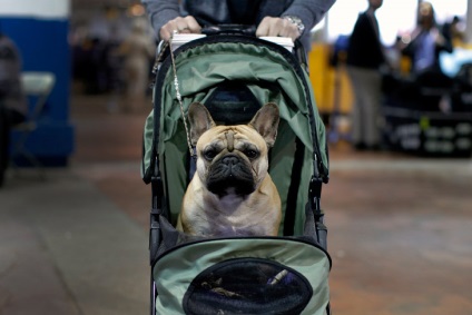 Kutya Westminster Kennel Club 2016-ban, frissebb - a legjobb a nap, amit valaha is szüksége van!