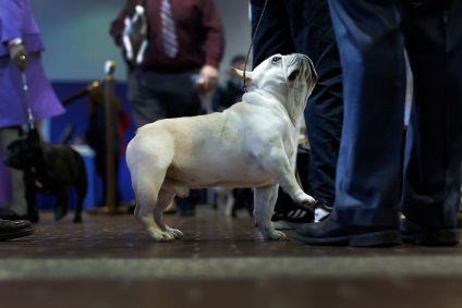 Kutya Westminster Kennel Club 2016-ban, frissebb - a legjobb a nap, amit valaha is szüksége van!