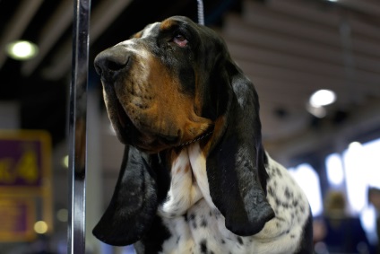 Kutya Westminster Kennel Club 2016-ban, frissebb - a legjobb a nap, amit valaha is szüksége van!