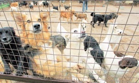 A menhelyek eutanáziát Német kutyák - World News