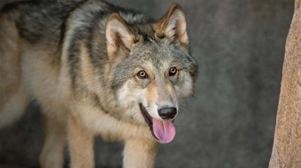 Wolf lábak előtolásértékre phraseologism és példák (láb) Wolf lábak előtolásértékre phraseologism és példák