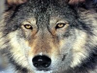 Wolf farkas művek, mítoszok, sztereotípiák, farkasok esznek embereket, vérfarkasok, a farkas üvöltés a holdra,