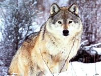 Wolf farkas művek, mítoszok, sztereotípiák, farkasok esznek embereket, vérfarkasok, a farkas üvöltés a holdra,
