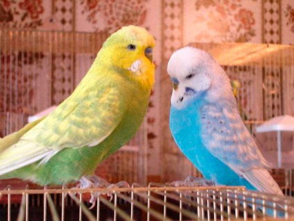 Budgerigar tüsszent - mi a teendő (papagáj tüsszentés) Budgerigar tüsszent - mit kell tenni